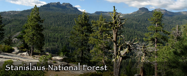Stanislaus National Forest