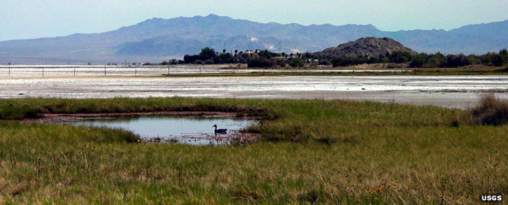 A couple of waterfowl floating in Zzyzx Spring with the salt pan of Soda Lake stretching almost to the mountains in the distance