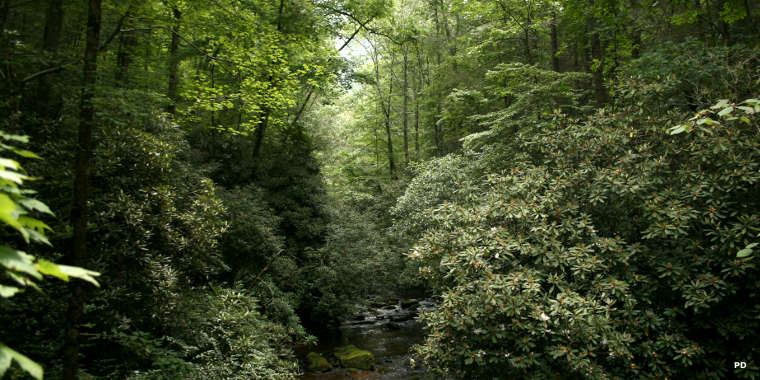 Thick undergrowth and strong waterflow in the headwaters of the East Fork of the Chattooga River