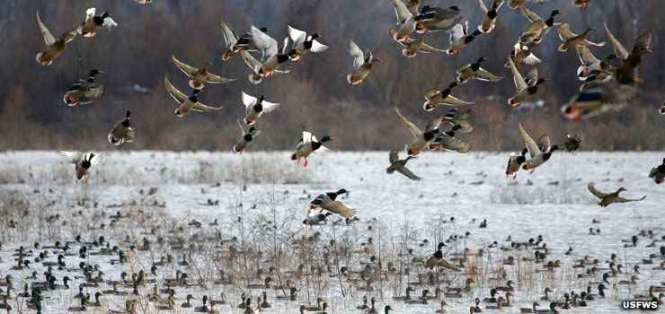 National Wildlife Refuges in Tennessee | Tennessee National Wildlife