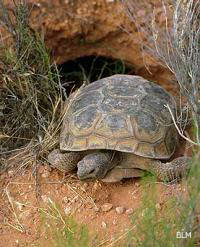 A desert turtle in its natural habitat