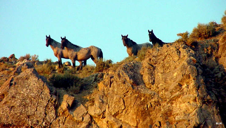 Wild horses at Cedar Mountain Wilderness