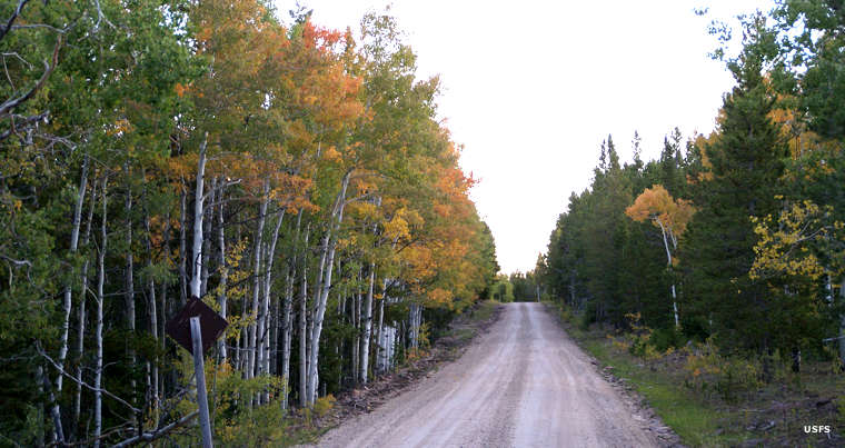 Traveling on the dirt road through thick forest with leaves changing color in the fall, along the Red Cloud Loop Scenic Backway