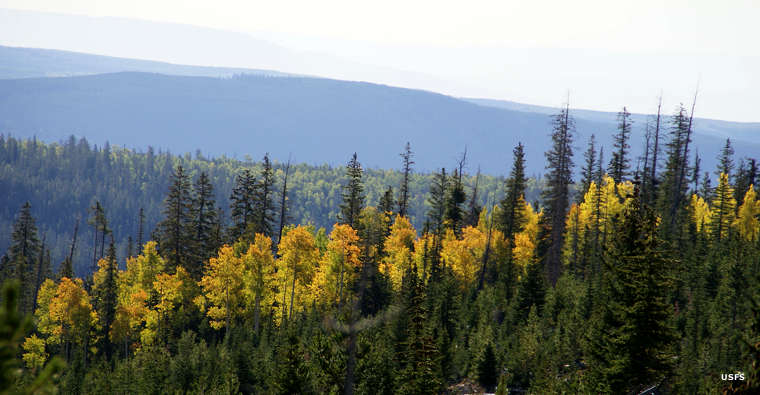 Looking out over the treed hills and valleys of the forest in the fall