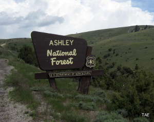 Sign marking the boundary of Ashley National Forest