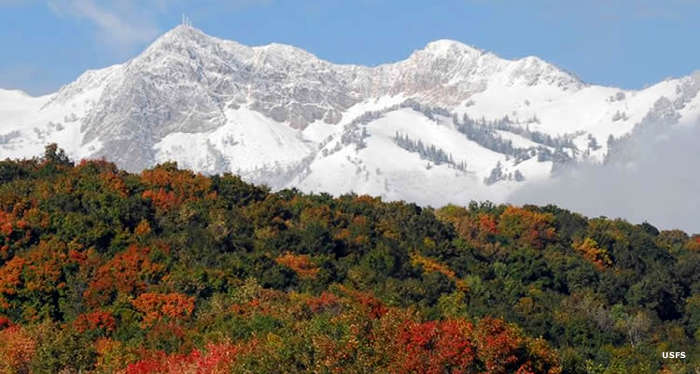 Snow-capped Mount Ogden rising above thick forest in fall colors