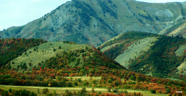 Image result for utah forests