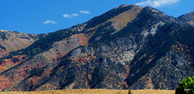 A view of forest and mountain in the Wellsville Canyon area