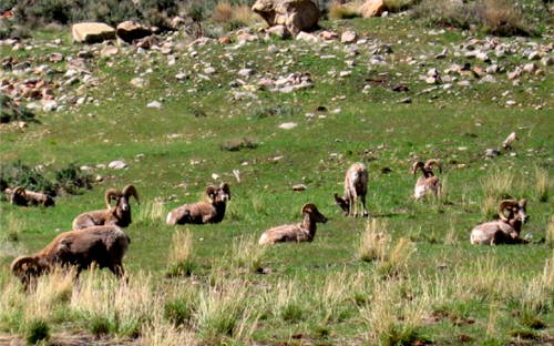 Sunnyside, UT: Bighorn sheep just outside town Bighorn sheep near Sunnyside