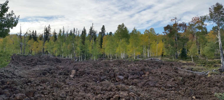 A view of aspen growing above a lava flow