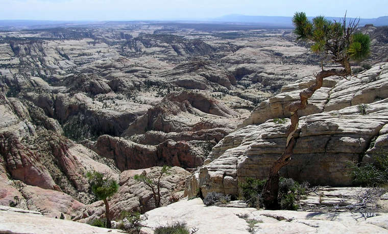 More almost barren rock in Box-Death Hollow Wilderness