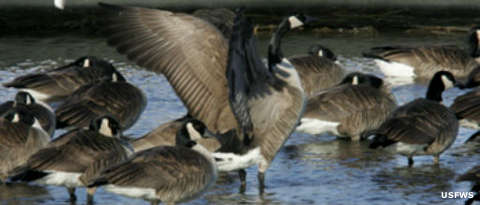 Horicon National Wildlife Refuge: A view of Canada geese on the property Canada geese at Horicon National Wildlife Refuge