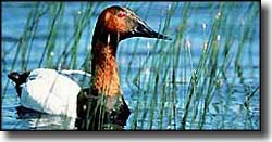 Redhead duck at Hutton Lake National Wildlife Refuge