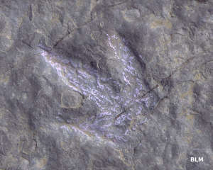 Dinosaur track found in Red Gulch along the Red Gulch-Alkali Scenic Backway