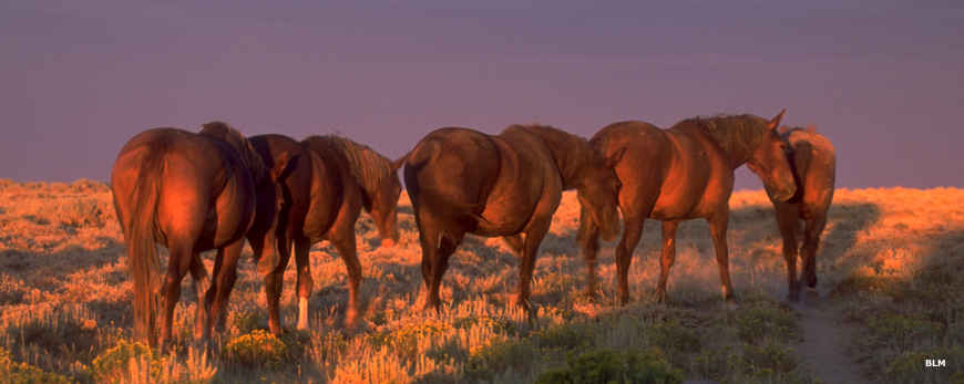 Wild mustangs roaming the countryside Wild horses on the range