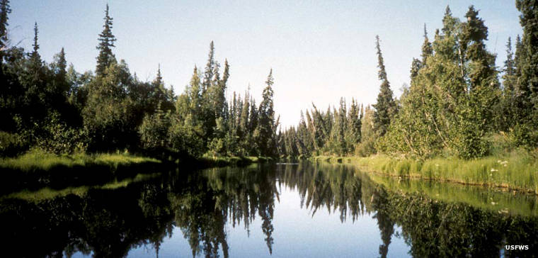 A typical river scene at Nowitna National Wildlife Refuge