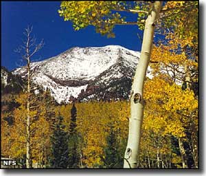 Humphreys Peak from the Inner Basin Trail, Kachina Peaks Wilderness