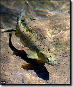 Endangered Apache Trout