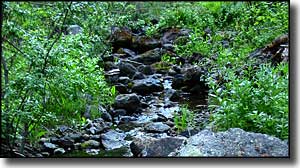 Bear Wallow Wilderness