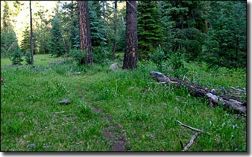 Trail in Bear Wallow Wilderness