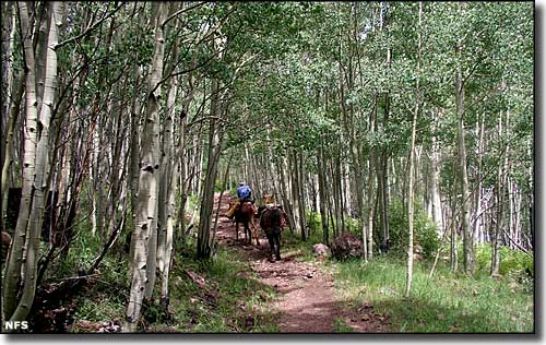 Aspens line the Escudilla National Recreation Trail