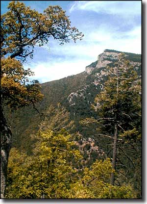 Miller Peak Wilderness