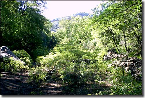 A trail in Pine Mountain Wilderness