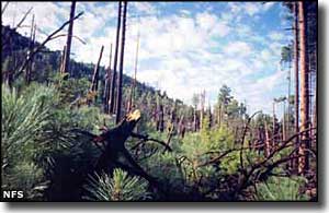 Pine Mountain Wilderness
