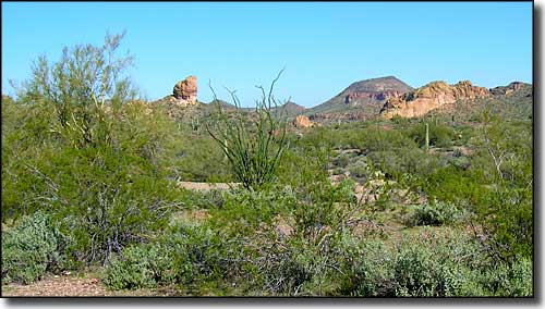 Sonoran Desert vegetation