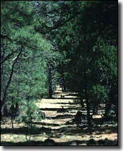Woodchute Wilderness: On the trail across the wilderness On the trail across Woodchute Wilderness
