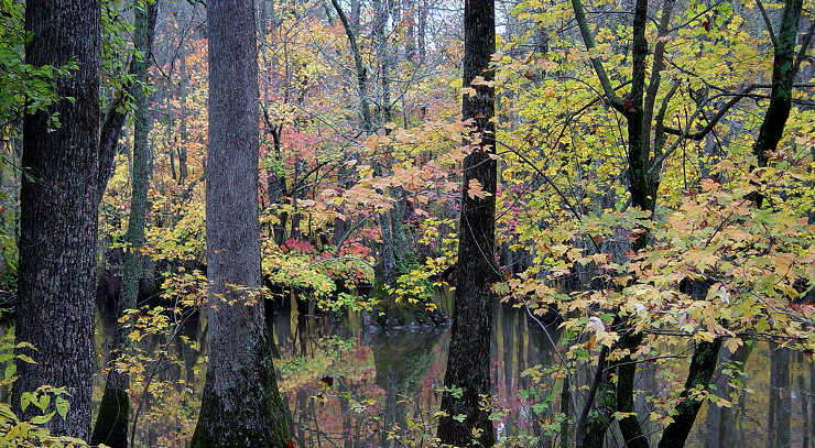 In a dense cypress swamp on Bayou Deview