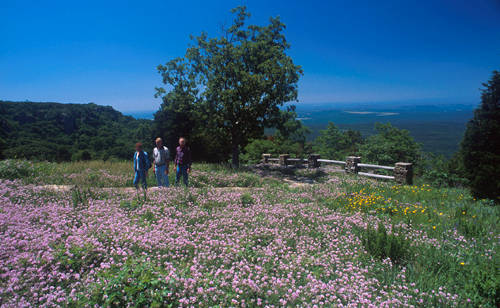 Looking across a field of wildflowers at some people on a sidewalk with an overlook of landscape a thousand feet below