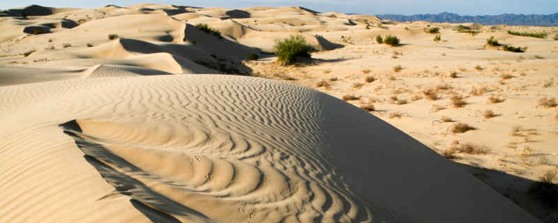 Looking across the top of the North Algodones Dunes dunefield