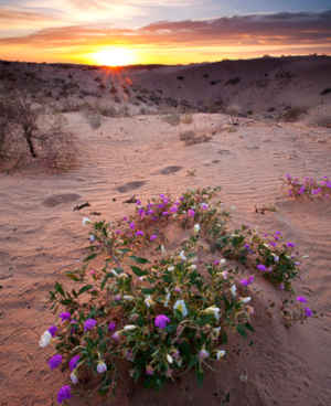 Looking across the top of the North Algodones Dunes dunefield