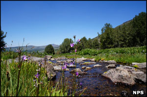 A stream on Modoc National Forest