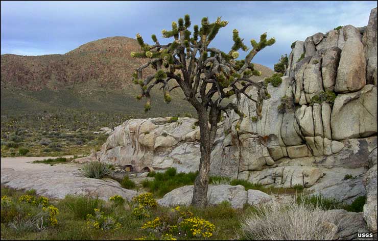 Long Beach Ca To Yosemite National Park Visiting Saguaro National Park