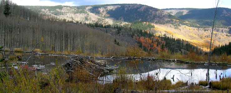 A mountain and forest view with a beaver pond in the foregorund in Rio Grande National Forest