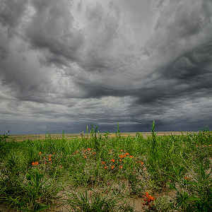 A view of mixed short-grass prairie