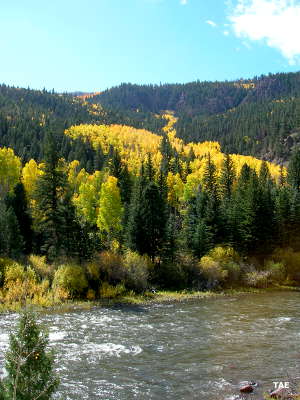 The Rio Grande river and forest near Coller State Trust Lands
