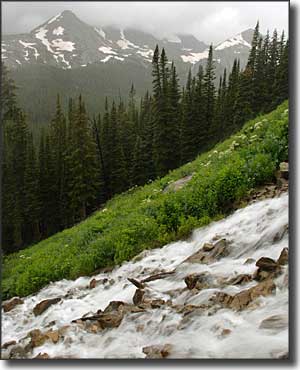 A hillside along the Arapaho Pass Trail