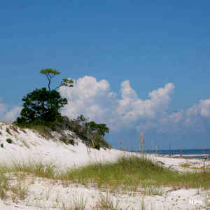 A view of sand dunes near Pensacola, FL