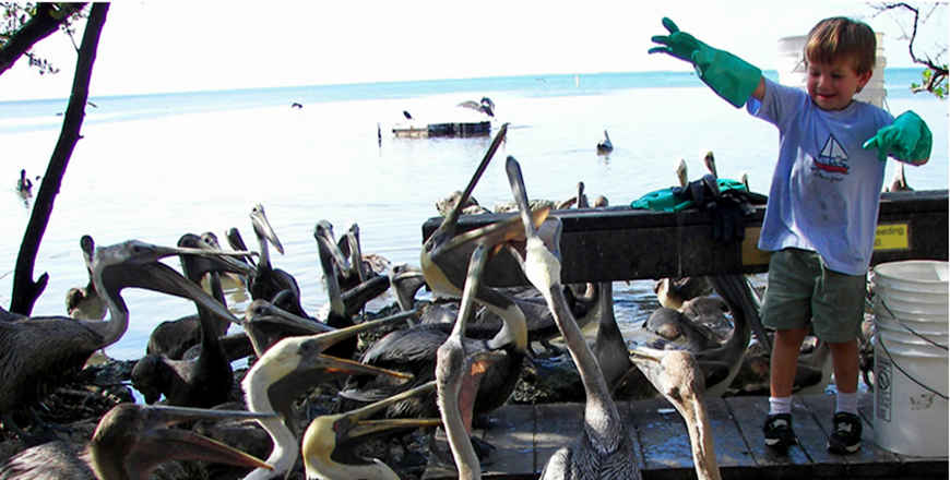 Florida Scenic Byways: A view of pelicans at feeding time Pelicans at feeding time