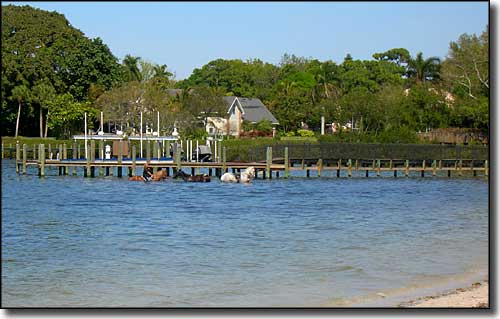 A view of horses being trained in the bay