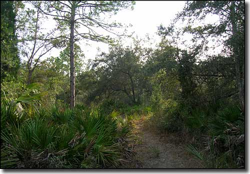 A hiking trail leads into dense tree cover and underbrush in Welaka State Forest