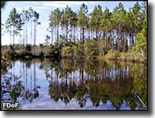Open water and pine flatwoods at John M. Bethea State Forest