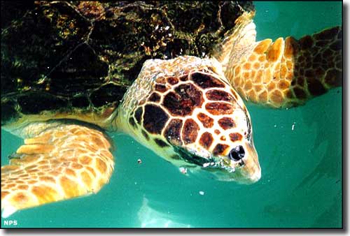 A Loggerhead turtle in park waters
