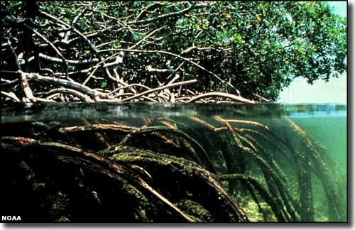 Mangroves along the shoreline of Charlotte Harbor estuary