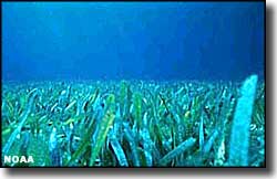 A bed of seagrass at Charlotte Harbor Preserve State Park