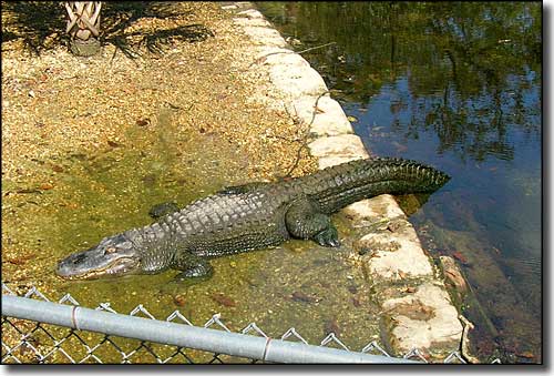 An American alligator sleeping the day away