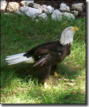 A bald eagle at Ellie Schiller Homosassa Springs Wildlife State Park
